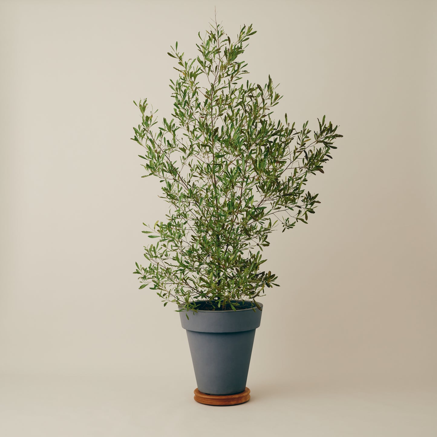Planter Stand Low with wheels